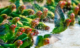 Chiêm ngưỡng những bức ảnh động vật ấn tượng nhất đầu năm 2018