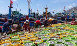 Mùa cá về, ngư dân Ninh Thuận trúng hàng trăm triệu mỗi đêm
