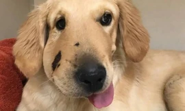 Rắn chuông kịch độc tấn công, chú chó liều mình xả thân cứu chủ