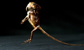 Loài cự đà chạy bằng hai chân như người