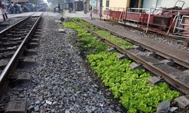 Hành lang đường sắt trở thành vườn rau ở Hà Nội