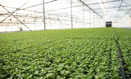 Hệ thống trồng và chăm sóc rau không cần con người