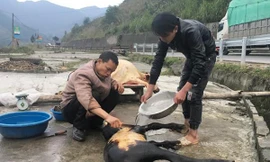 Lào Cai: Xẻ thịt trâu, nghé chết rét bán la liệt trên quốc lộ