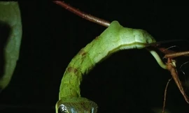 Sâu bướm giả dạng rắn độc để đe dọa kẻ thù