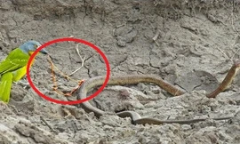 Xem chim nhỏ mổ tới tấp, moi sống ruột rắn