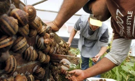 Nông trại nuôi ốc sên làm mỹ phẩm tại Italy