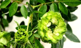 Hồng màu xanh lá lần đầu có trong lễ hội hoa hồng Bulgaria