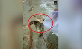 Kiệt sức vì hạn hán, rắn hổ mang kịch độc mò vào làng xin nước