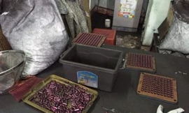 Thực hư quảng cáo bột than tre chữa được ung thư, trĩ