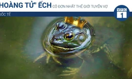 'Hoàng tử ếch' cô đơn nhất thế giới tuyển vợ