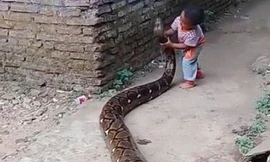 Video: Rợn người cảnh bé trai 2 tuổi cưỡi trăn khổng lồ