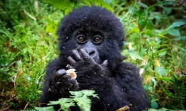 Những hình ảnh động vật đẹp mê hồn trên khắp thế giới