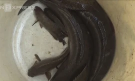 Lội rừng U Minh đặt lợp bắt cá đồng