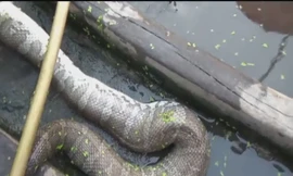 Đặt lợp bẫy cá nhưng được rắn 'khủng'