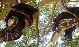 Hết hồn trước cảnh tượng trăn khổng lồ cõng dơi chúa chơi trò 'âu yếm'