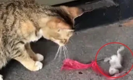 Chuột giả chết, “lăn theo gió” trước mặt mèo