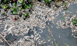 Cá chết hàng loạt dài 2km ở Quảng Ngãi