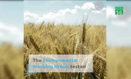 Hóa chất thuốc diệt cỏ Monsanto có trong ngũ cốc nguy hiểm thế nào?