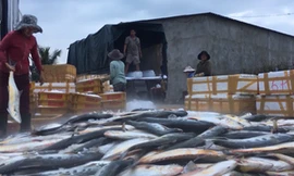 Ngư dân Quảng Ngãi lần đầu trúng mẻ cá hiếm trị giá bạc tỷ 