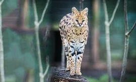 Loài mèo chạy nhanh chỉ sau báo cheetah