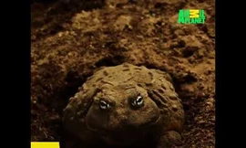 Chủ quan chọn con mồi quá khổ, rắn nước đau đớn nằm trong miệng kẻ thù