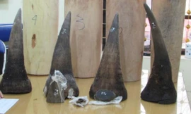 Lào Cai thu giữ 20 kg sừng tê giác ngụy trang trong lọ lục bình