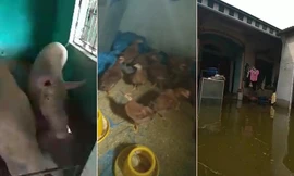 Lợn gà ăn, ngủ trong nhà cùng người ở 'rốn ngập' Chương Mỹ
