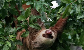 Lười mẹ gặp lại con nhờ nhận ra giọng ghi âm