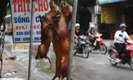 Hà Nội kêu gọi bỏ thói quen ăn thịt chó, mèo: Người dân nói gì?