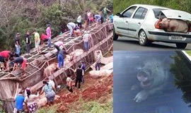 Xe tải chở 120 con lợn bị lật, người dân mang cả ô tô đi ‘hôi của’