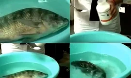 Hóa chất Trung Quốc làm cá bị đông lạnh -30 độ C vẫn sống lại