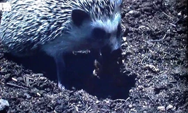 Rùng mình khi chứng kiến nhím gai cắn đứt đôi bọ cạp kịch độc