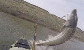 Cá khủng nặng 1,3 tạ tung mình quẫy đuôi, suýt làm lật thuyền cần thủ