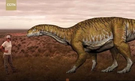 Hóa thạch 200 triệu năm của khủng long khổng lồ ở Argentina