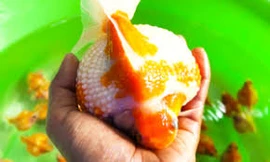 Cá Ping Pong 'siêu béo' thu hút người chơi ở Sài Gòn