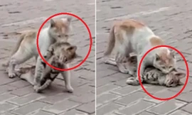 Clip mèo hoang đau đớn tha xác bạn khiến triệu người bật khóc