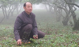 Mơ mận Sơn La rụng tan nát sau mưa đá, dân lo trắng tay