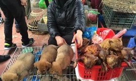 Thói quen ăn thịt chó ở Việt Nam