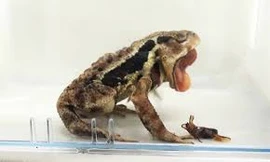 'Vũ khí hóa học' cứu bọ cánh cứng từ trong bụng cóc