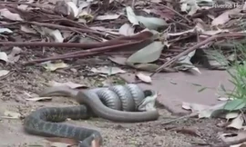 Rắn hổ kịch độc bị rắn nâu khuất phục, nuốt chửng