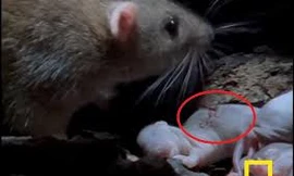 Đi kiếm ăn về, chuột mẹ đau đớn nhìn con bị rết khổng lồ cắn chết