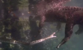 Trăn mốc kiêu ngạo chủ động tấn công cá sấu nhưng may mắn thoát chết