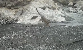 Báo tuyết mẹ ngoạm cổ con nhảy qua suối