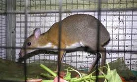 Giải cứu thú rừng từ quán nhậu ở Đồng Nai