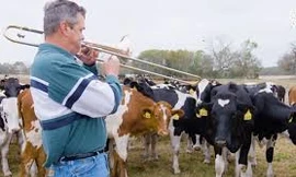 Nông dân Mỹ thổi kèn trumpet cho bò thư giãn