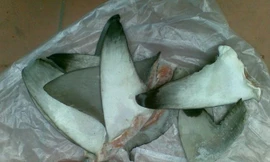 Vi cá mập có thật sự tốt như nhiều người vẫn tưởng?