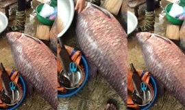 Bắt được cá trắm khủng 75kg ở hồ Thác Bà gây xôn xao