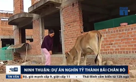 Siêu dự án nghìn tỷ bỏ hoang, biến thành bãi chăn bò ở Ninh Thuận