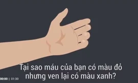 Tại sao máu có màu đỏ nhưng ven lại màu xanh?