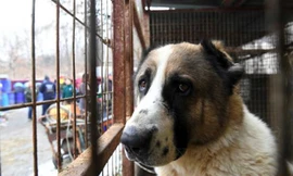 Hà Nội có bao nhiêu điểm kinh doanh, giết mổ chó, mèo?